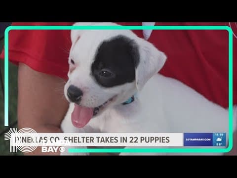 Pinellas County shelter takes in 22 puppies
