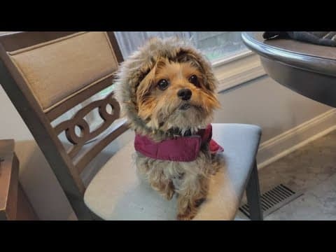 Concerns raised about stolen dogs