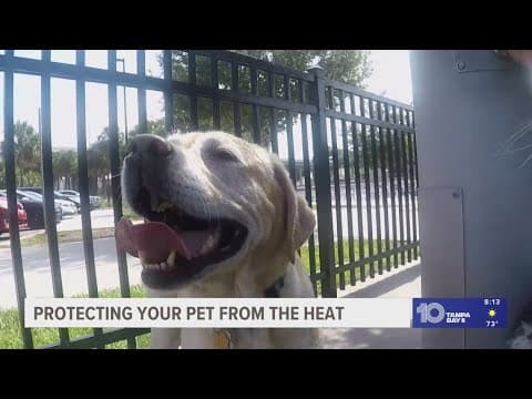 Protecting your pet from the heat with VEG ER for pets