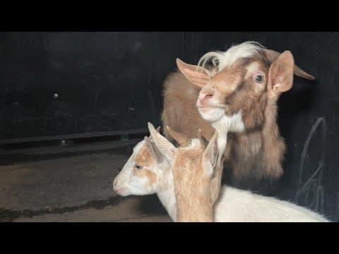 Texas wildfire: Goats, cows, horses moved to safety