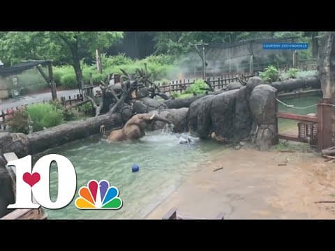 Zoo Knoxville elephant plays in the pool