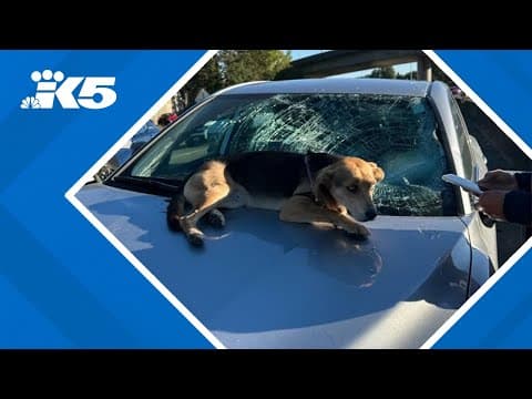 Dog survives fall from I-5 overpass