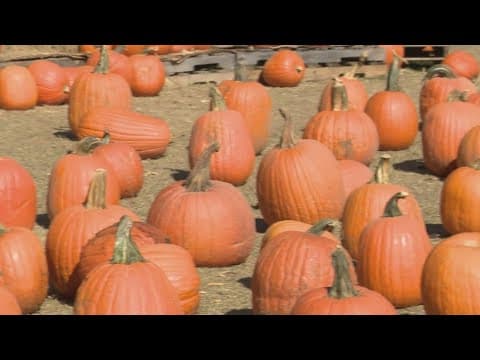 How did the drought affect this year's pumpkins?