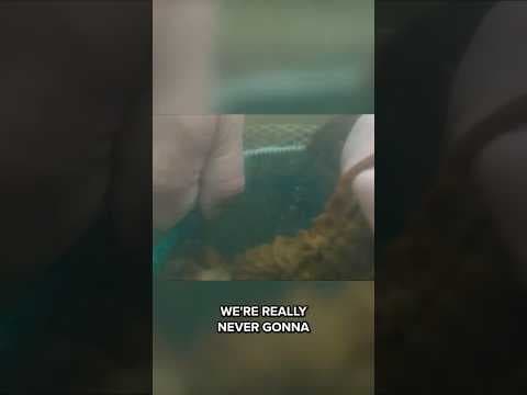 Hellbender salamanders released into the wild by conservationists in southern Indiana