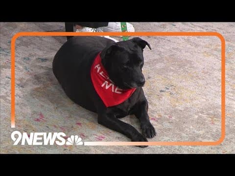 Lab-mix named Raevyn has been in the shelter for 200 days