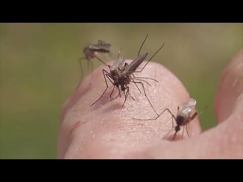Mosquito population booms in the Houston area after heavy rainfall