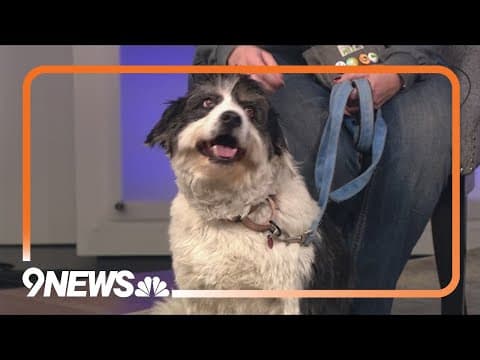 Petline9: This sweet poodle mix is ready for a forever home