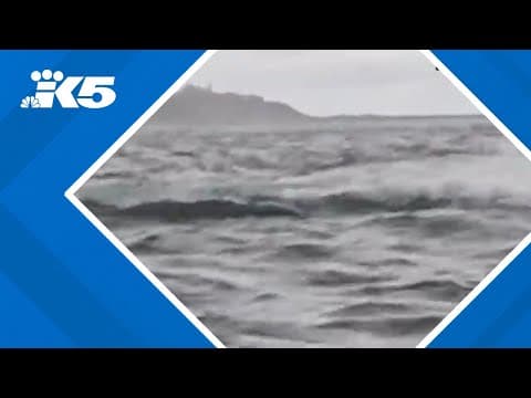 Video shows a humpback whale briefly swallow kayaker in Chilean Patagonia