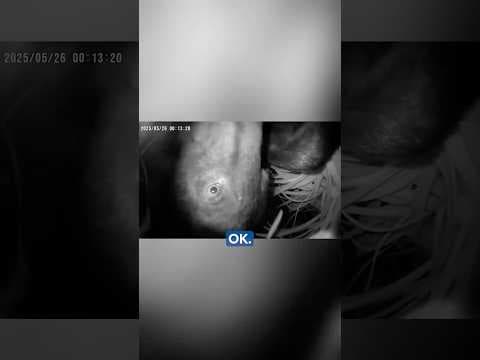 Know the BEAR necessities of safety when it comes to these sightings.