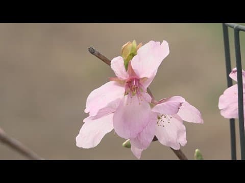 Here are places to view the cherry blossoms, besides the Tidal Basin