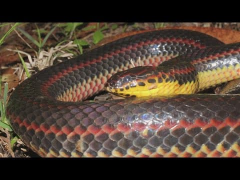 FWC asking for support in rare snake sightings