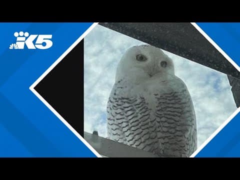 Snowy owl spotted in Bellevue