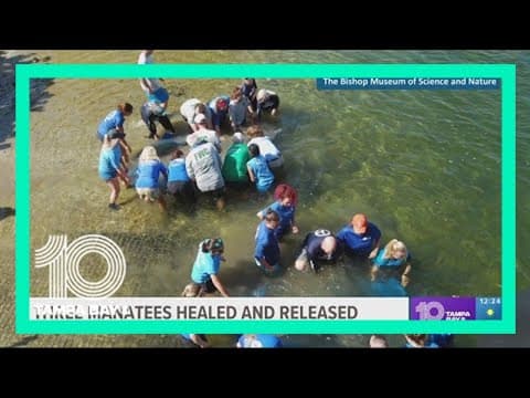 3 manatees recently returned to the wild in Bradenton