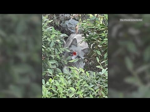 Texas officials are on a mission to help an injured stray cat