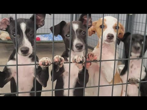Orphaned pets from Maui fire heading to San Diego