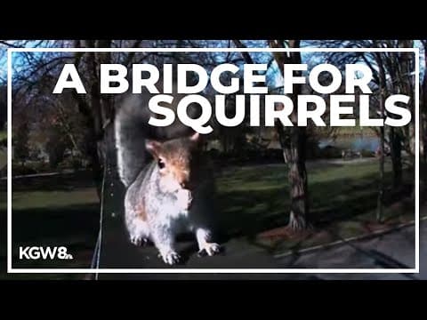 How a squirrel bridge in Longview turned into a city's love for rodents