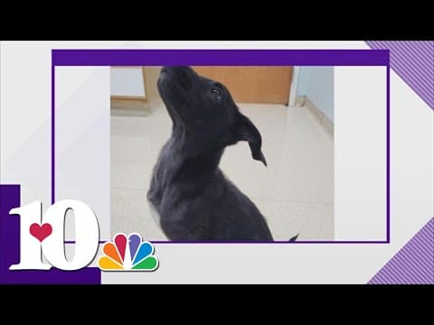 MoCo Mutt Rescue Center celebrates puppy who survived being thrown off a a bridge in a tote bag