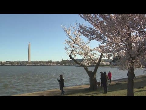 Peak Bloom blossoms survive weekend storm