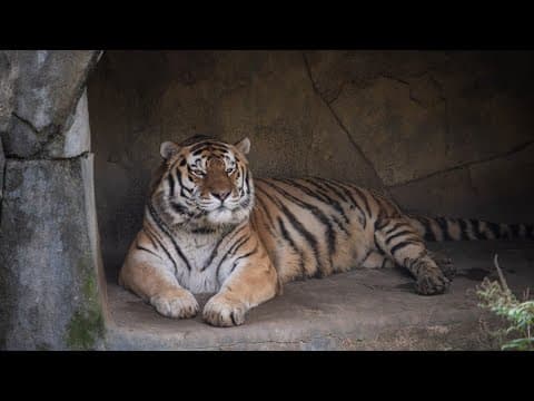 Tiger at Columbus Zoo dies after developing pneumonia caused by COVID-19