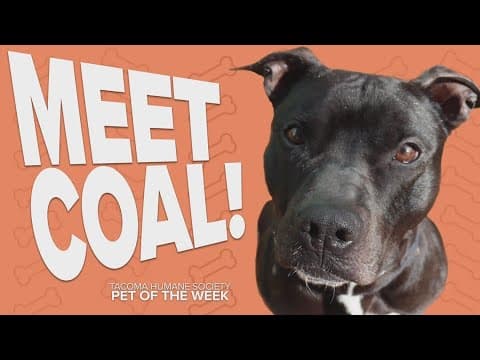 Pet Rescue of the Week: Coal