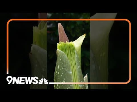 Corpse Flower to Release Scent of Decaying Flesh