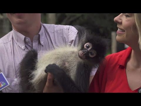 Meet Marley, the spider monkey, in Anderson County!