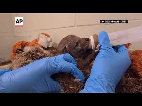 9 orphaned coyotes released back into the wild by San Diego Humane Society