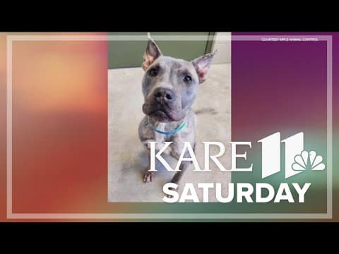 Minneapolis drops adoption fees for dogs and cats due to a full shelter