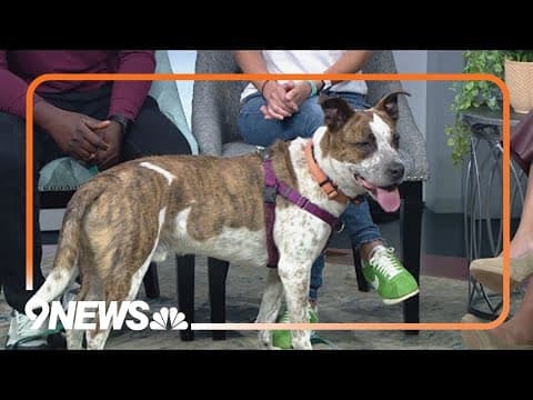 4-year-old Australian cattle dog mix likes to be outside