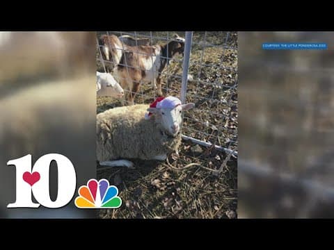 Nativity animals at Little Ponderosa Zoo