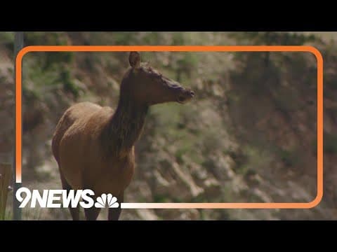 Volunteers stand watch over elk and calves at Evergreen Lake