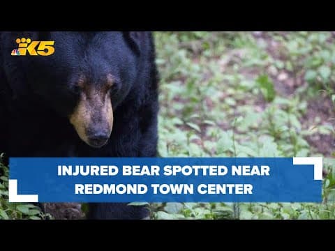 Injured bear spotted near Redmond Town Center