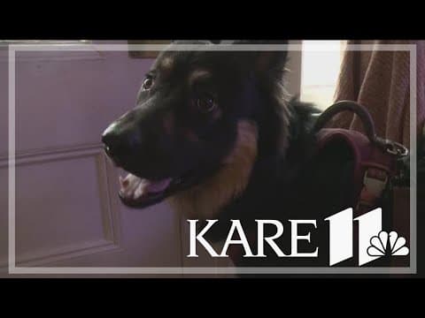 Unknown respiratory illness affecting dogs in several states excluding Minnesota