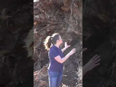 Gusty winds caused trees to fall on people, homes, and cars across San Diego County. #news