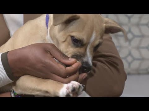 This Christmas consider fostering an adoptable animal from the LASPCA