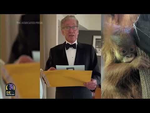 ‘You are the father’: Maury Povich announces paternity results of Denver Zoo orangutan