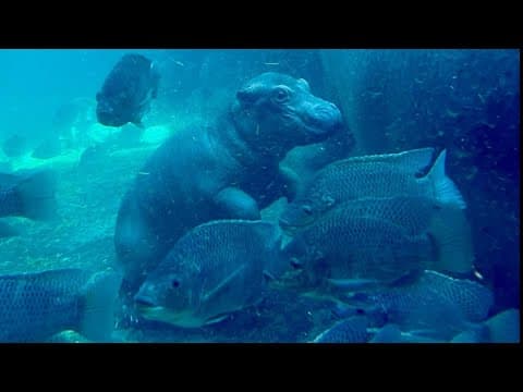 Baby hippo Fritz explores Hippo Cove at Cincinnati Zoo