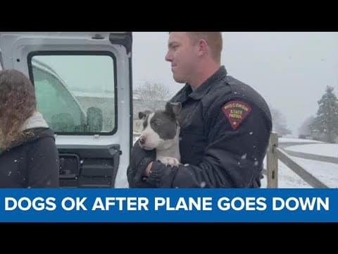 56 rescue dogs from Louisiana ok after plane carrying them goes down on golf course in Wisconsin