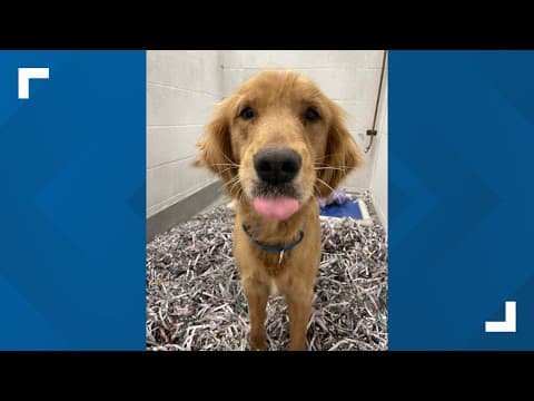 Golden retrievers rescued from New Albany home have long road to recovery