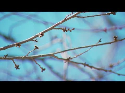 Cherry blossoms begin first bloom stage around Tidal Basin