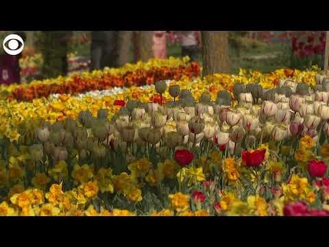 More than 1 million flowers bloom at garden in India