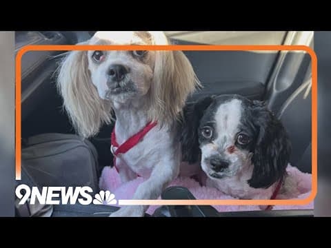 Dogs found dumped in dumpster in Colorado
