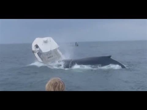 Whale surfaces, capsizes fishing boat off New Hampshire coast