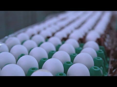 Why is the price of eggs rising again?