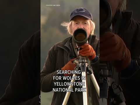 Yellowstone’s ‘Wolfman’ Rick Mcintyre