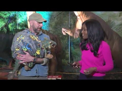 Here's what you can expect at Dinosaur Adventure in Chilhowee Park