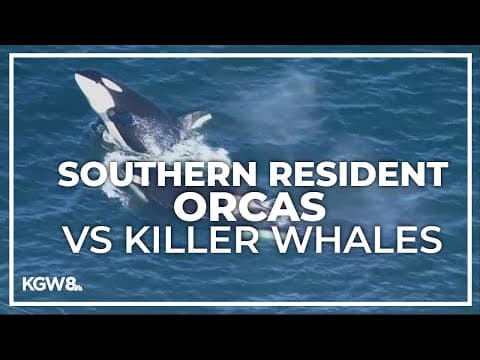 Southern resident orcas could be named its own species