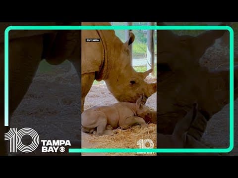 ZooTampa welcomes baby rhino #florida #animals