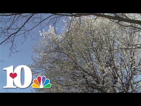 10Listens: The problem with Bradford pear trees