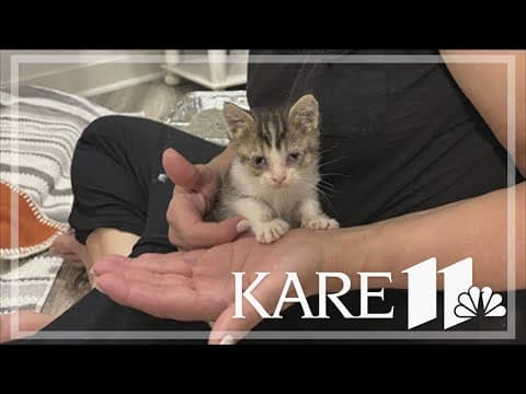 Cats recovering, finding forever homes after rescue from foreclosed Coon Rapids home